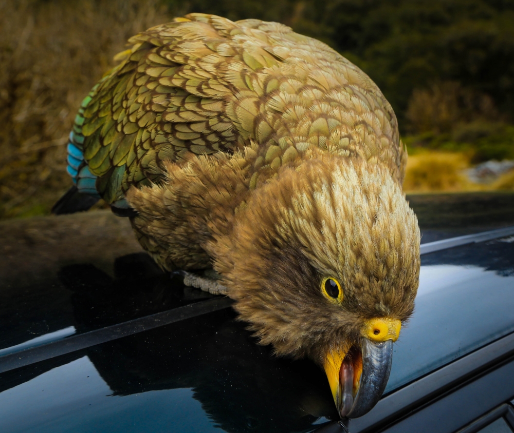 KEA..p off my car